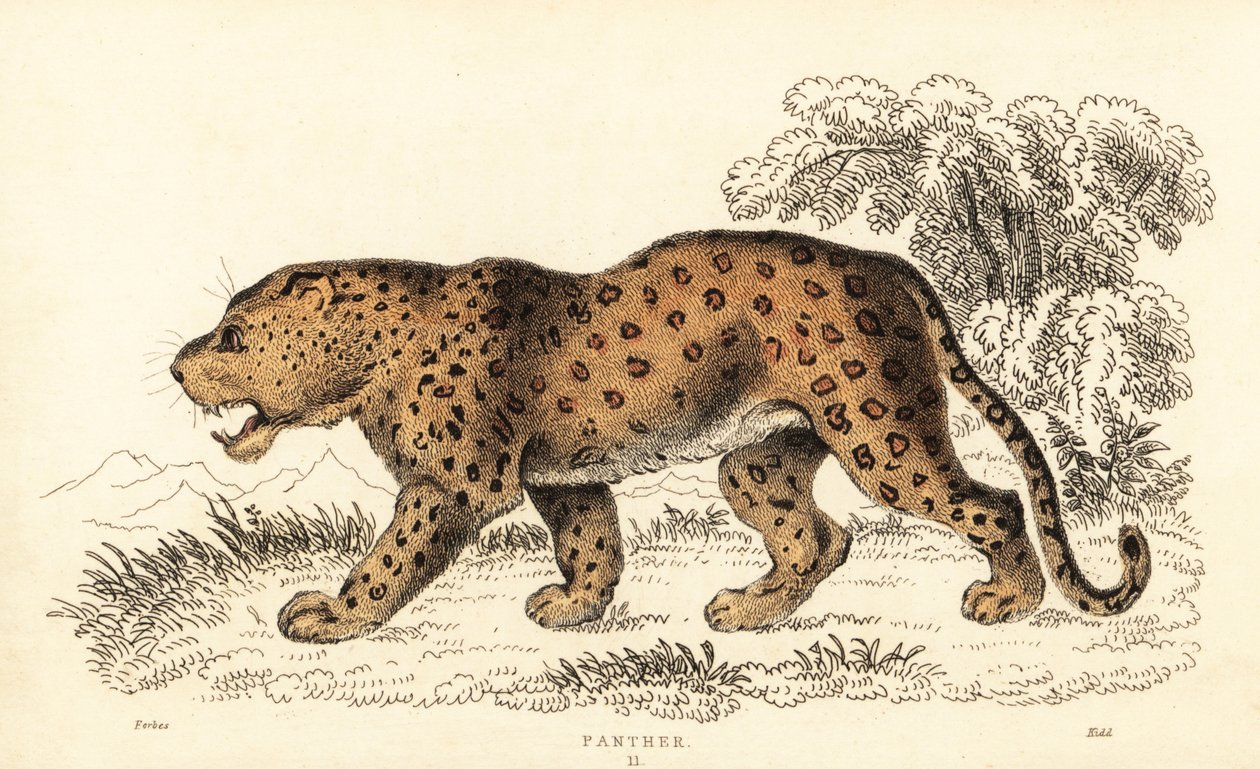 Leopárd, Panthera pardus, sebezhető.,1834 (metszet) alkotó: William Alexander Forbes