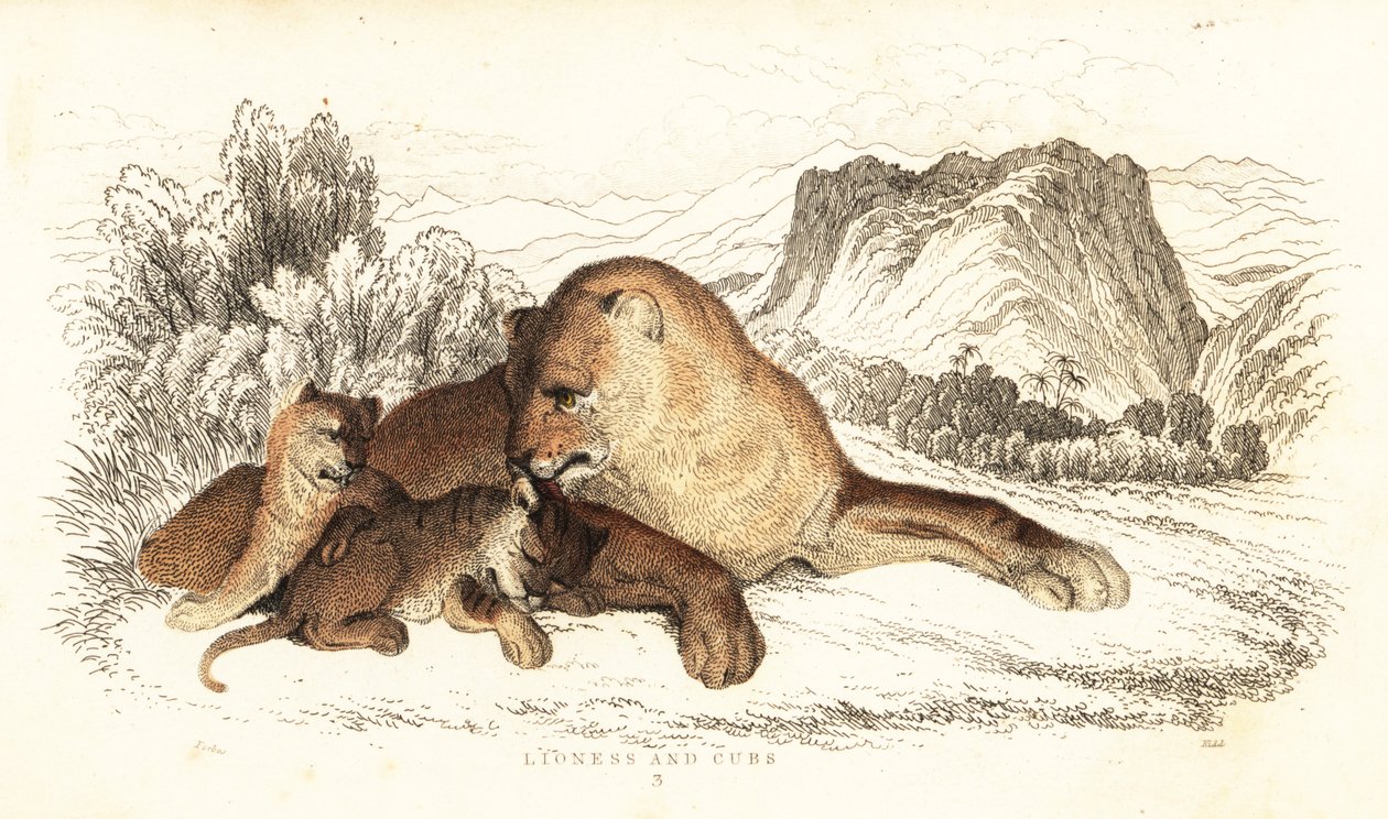 Oroszlán és kölykök, Panthera leo., 1834 (metszet) alkotó: William Alexander Forbes