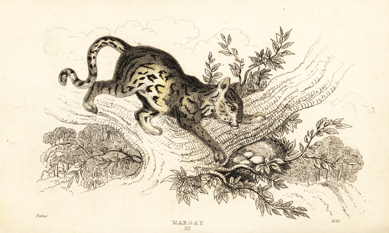 Margay, Leopardus wiedii., 1834 (metszet) alkotó: William Alexander Forbes