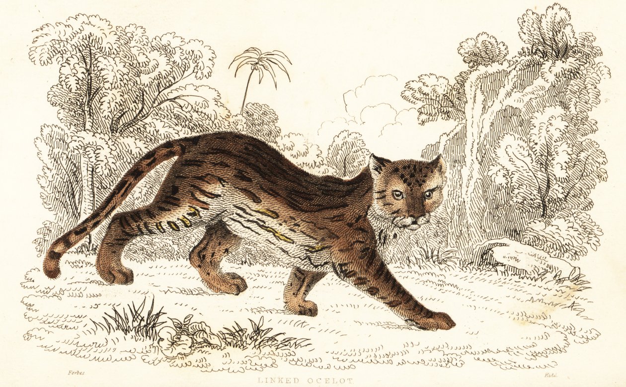 Margay, Leopardus wiedii catenata. , 1834 (metszet) alkotó: William Alexander Forbes