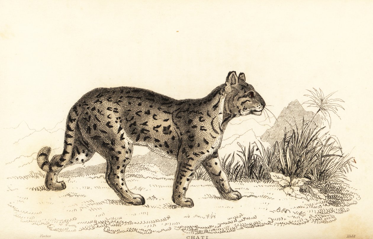 Ocelot, a szelíd leopárd. , 1834 (metszet) alkotó: William Alexander Forbes