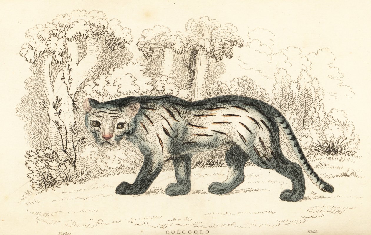 Pampa macska vagy pantanal, Leopardus colocola. ,1834 (metszet) alkotó: William Alexander Forbes
