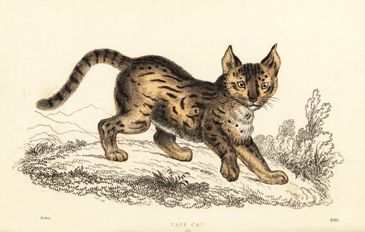 Serval, Leptailurus serval.,1834 (metszet) alkotó: William Alexander Forbes