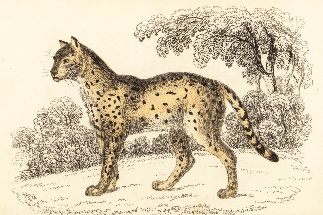 Serval, Leptailurus serval.,1834 (metszet) alkotó: William Alexander Forbes