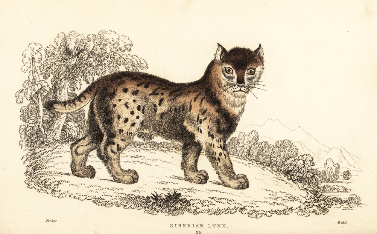 Szibériai hiúz, Lynx lynx wrangeli (Felis lynx).,1834 (metszet) alkotó: William Alexander Forbes