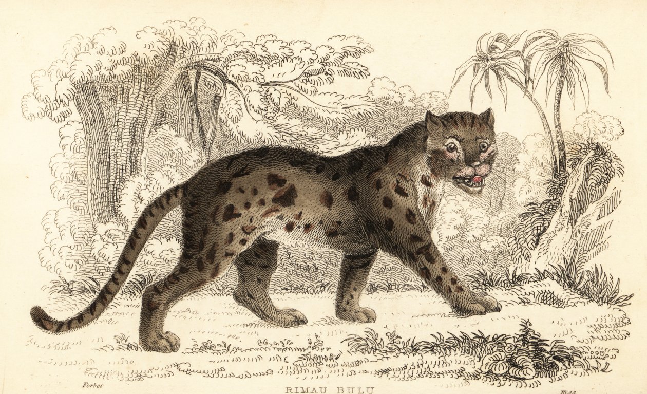 Szunda leopárdmacska, Prionailurus bengalensis subsp. sumatranus. ,1834 (metszet) alkotó: William Alexander Forbes