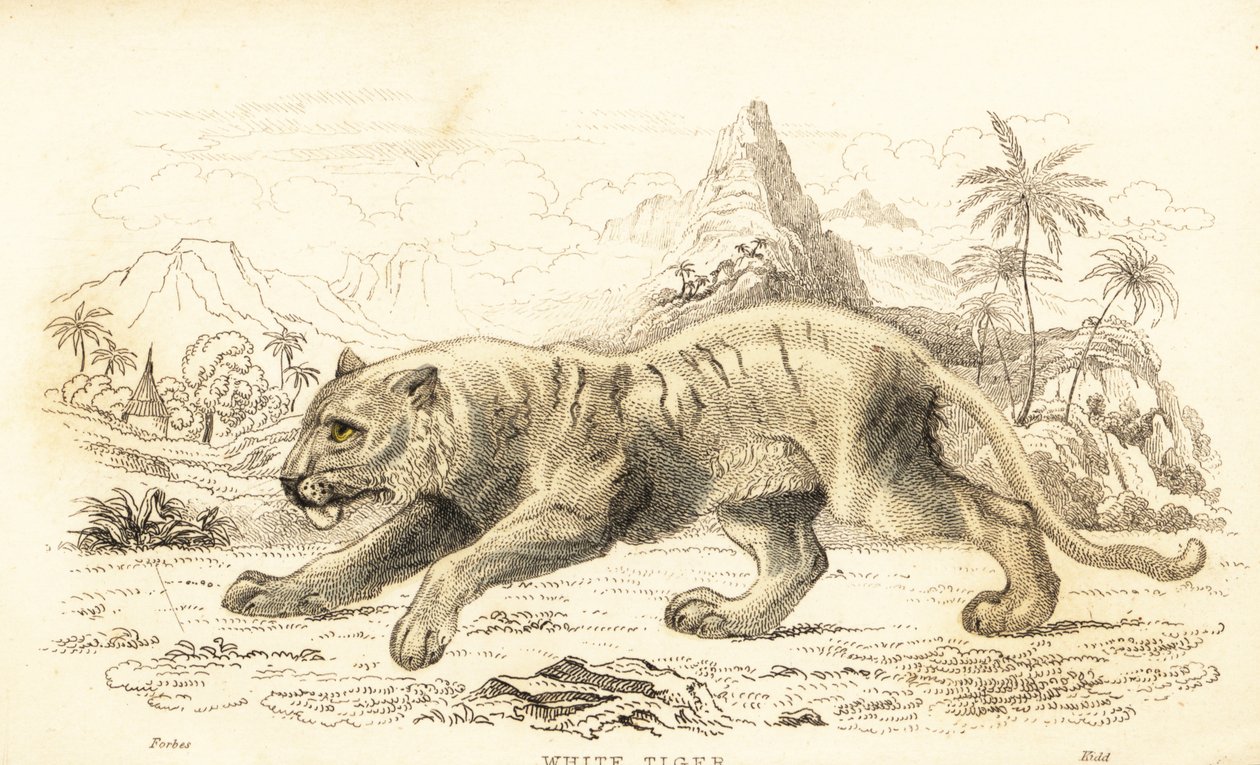 Fehér tigris, Panthera tigris tigris. Veszélyeztetett. ,1834 (metszet) alkotó: William Alexander Forbes