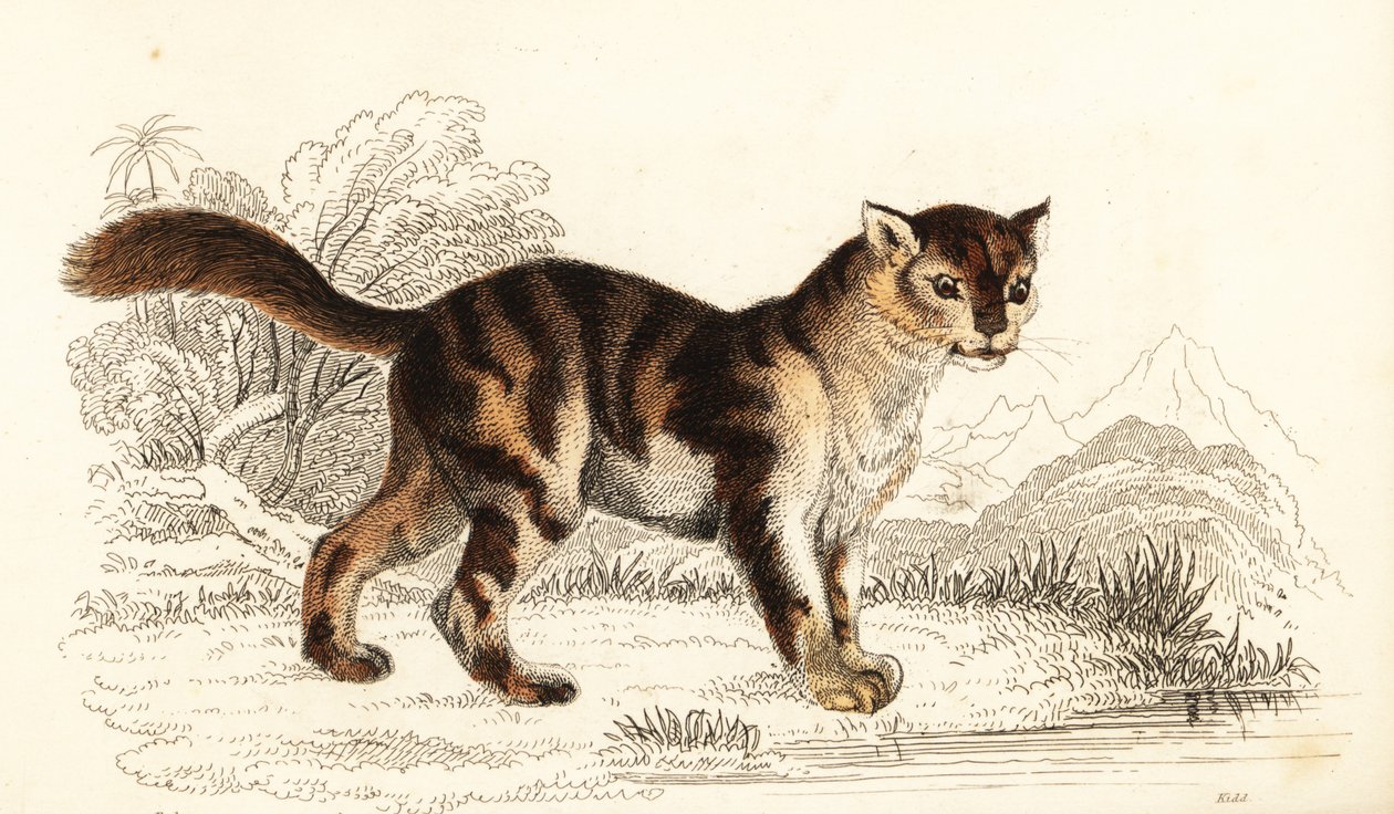 Vad teknősbéka macska Dél-Amerikából, Felis catus. ,1834 (metszet) alkotó: William Alexander Forbes