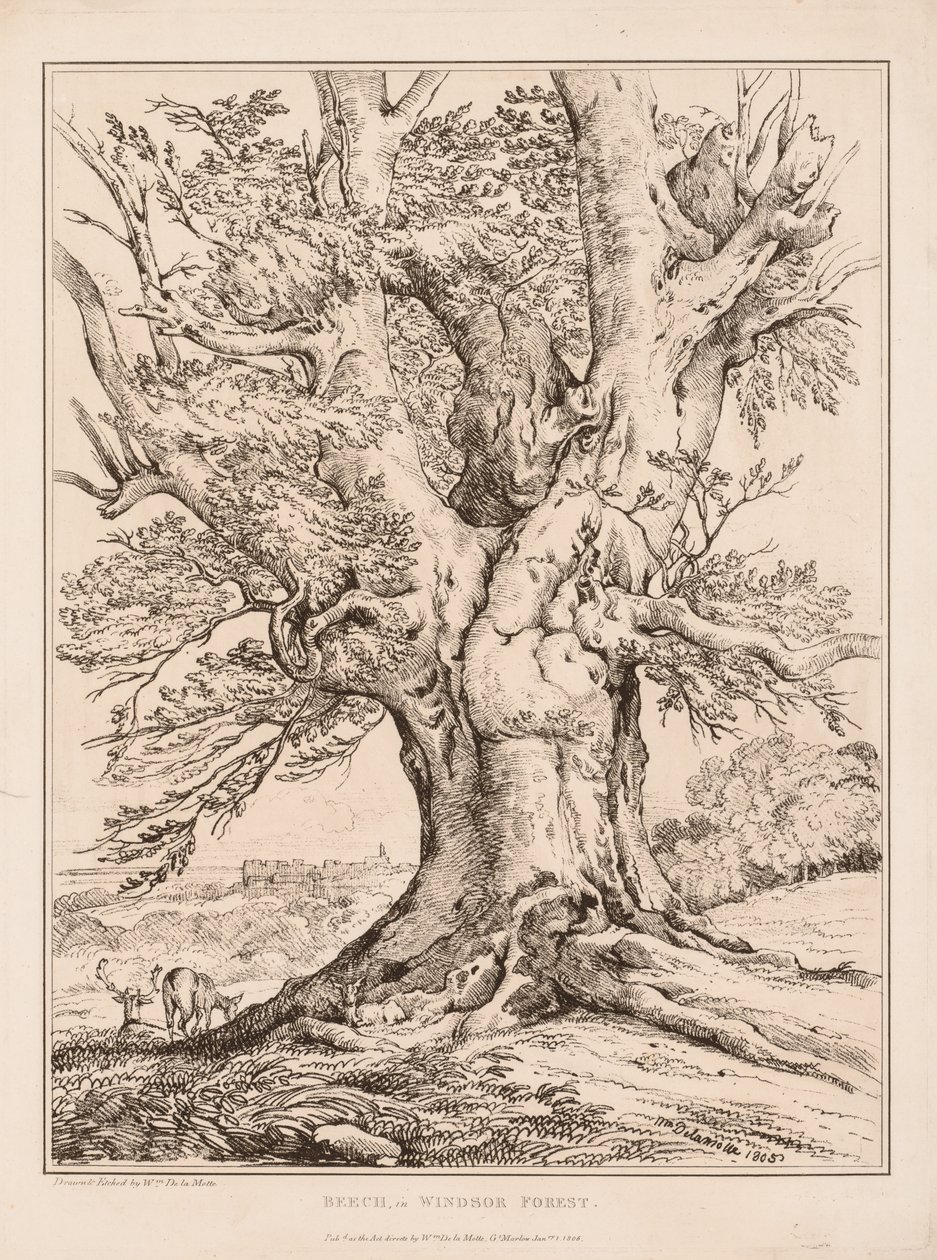 Bükk a Windsori erdőben, 1805. alkotó: William Alfred Delamotte