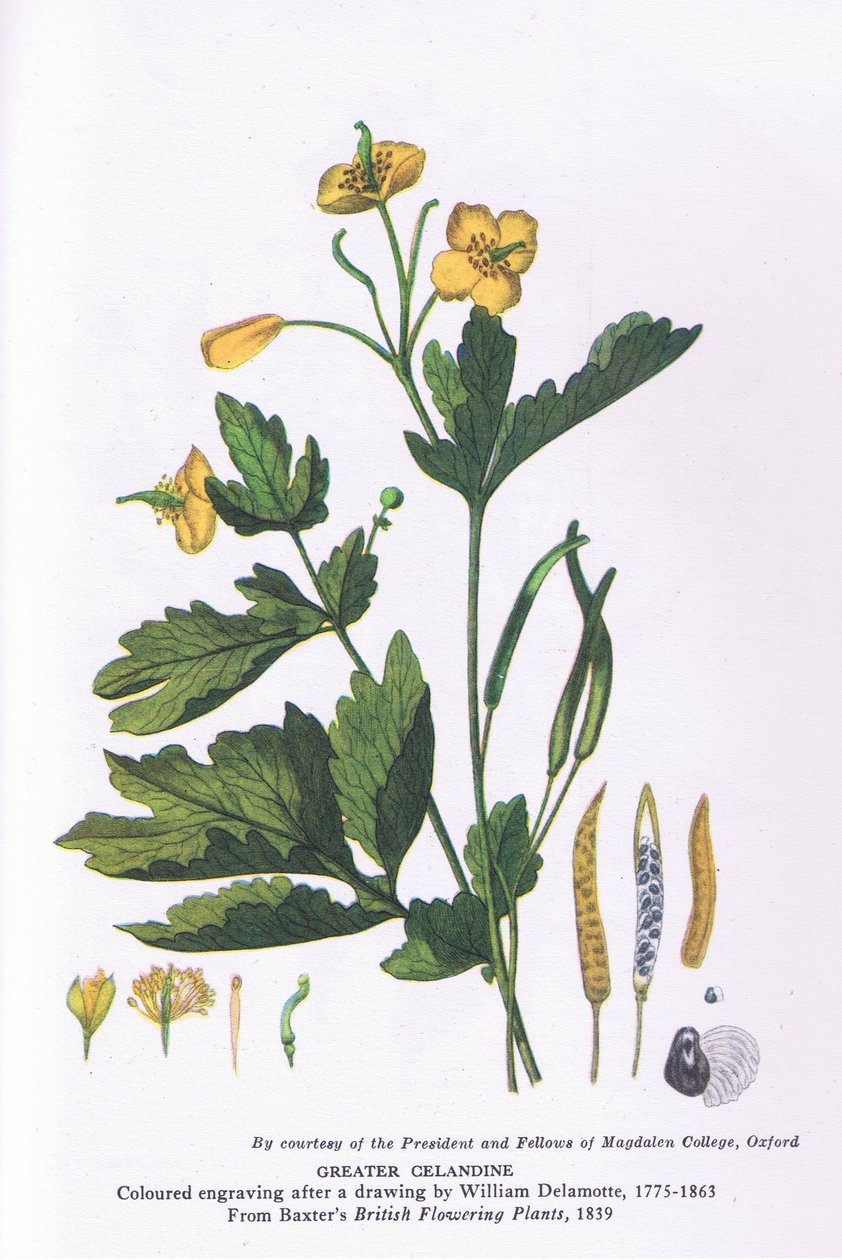 Greater Celandine, Nature in Britain kiadó: Collins alkotó: William Alfred Delamotte