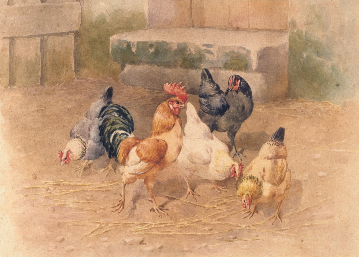 Csirkék (akvarell testfestékkel papíron) alkotó: William Baptiste Baird