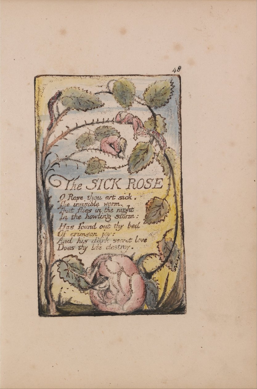 Songs of Inocence and of Experience, 48. tábla, A beteg rózsa (Bentley 39.) alkotó: William Blake