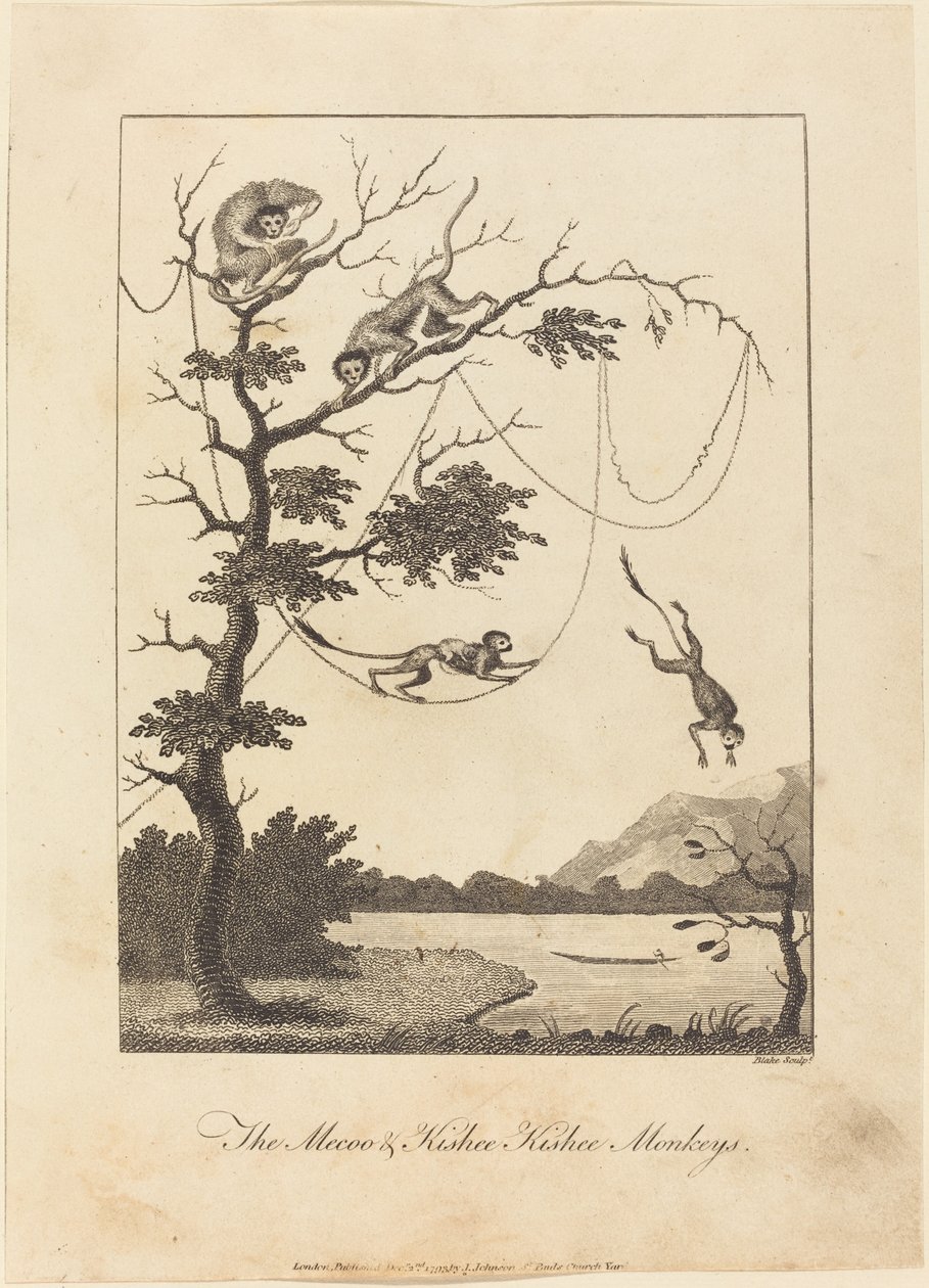 The Mecoo & Kisbee Kishee Monkeys, 1793. alkotó: William Blake