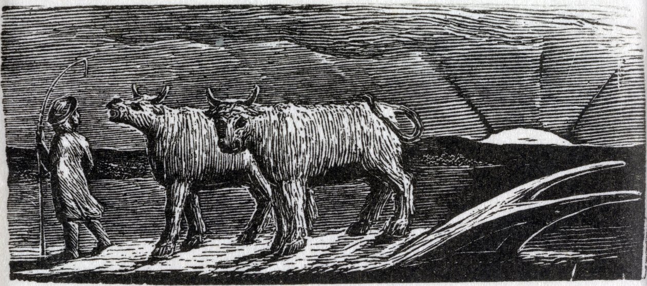 Hazafelé vánszorgó, nyakigláb üszők, illusztráció Dr. Thornton "The Pastorals of Virgil" című művéből. alkotó: William Blake