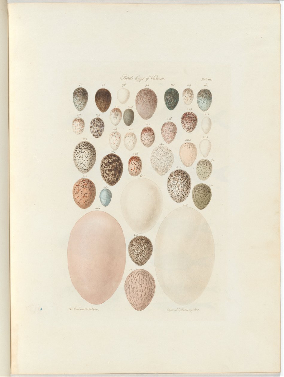 Madarak tojásai Victoria.a kiadatlan fólió Australia Terra Cognita William Blandowskitól. 1855-56 alkotó: William Blandowski