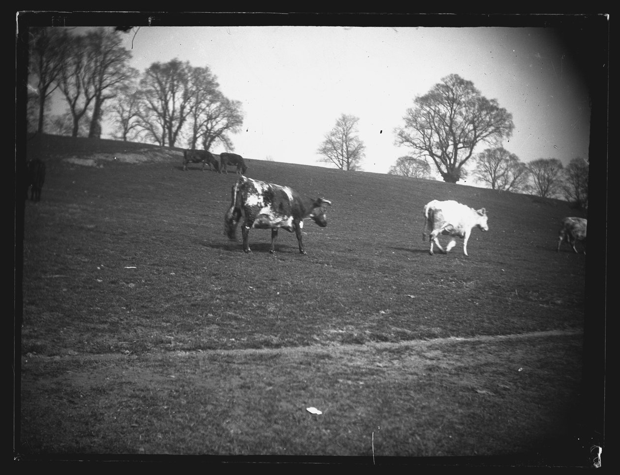 Quarry Field, Rumney, Cardiff, 1892. alkotó: William Booth
