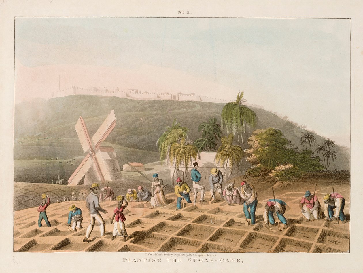 Cukornádültetés, 1820 körül (színes metszet) alkotó: William Clark