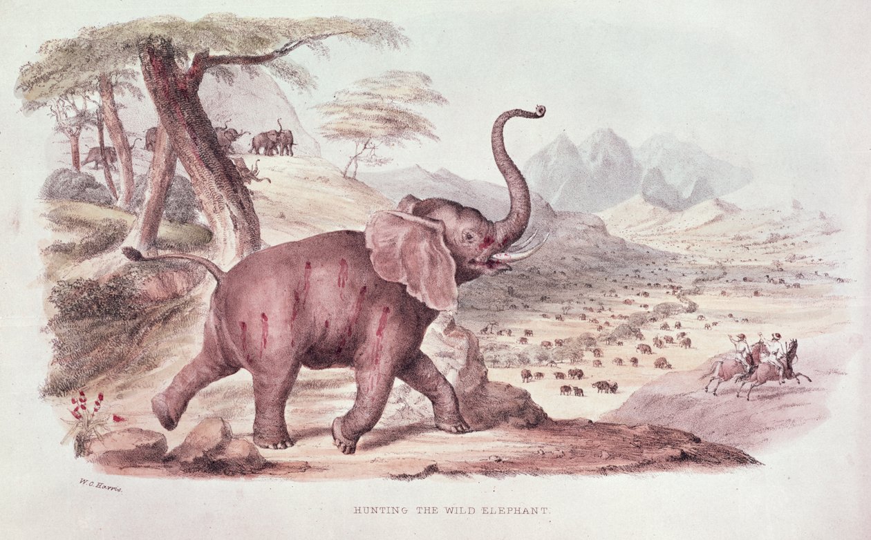 Vadelefántvadászat, illusztráció W.C. Harris 