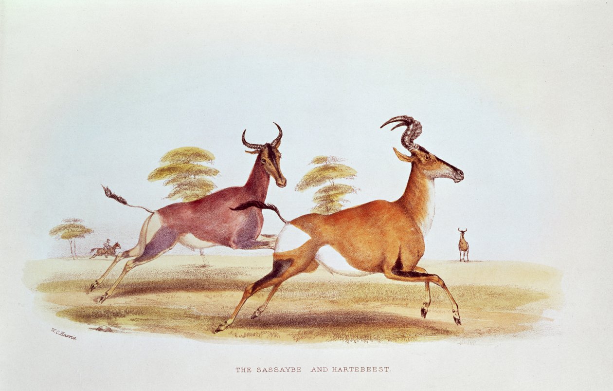 The Sassaybe and the Hartebeest, illusztráció a „Wild Sports of South Africa”-ból, W.C. Harris, 1841 alkotó: William Cornwallis Harris