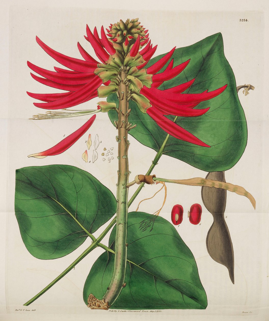 Botanikai folyóirat, 1787-1833. alkotó: William Curtis