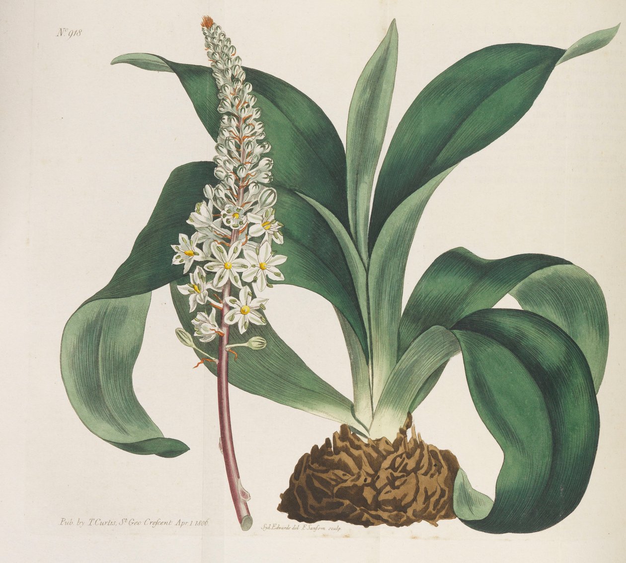 Botanikai folyóirat, 1787-1833. alkotó: William Curtis