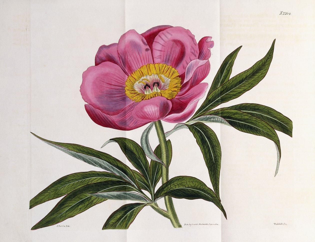 Illusztráció, 2264. szám, "The Botanical Magazine", 1787-1826 alkotó: William Curtis