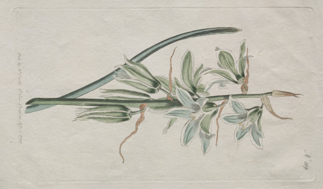 A Botanikai Magazin vagy Virágoskert Megjelenítve: Betlehemi csillag, 1794. alkotó: William Curtis