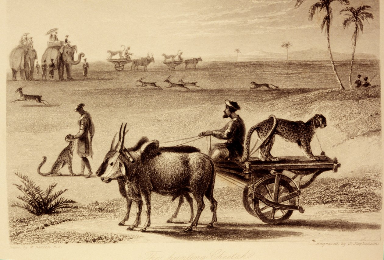 A vadászgepárdok alkotó: William Daniell
