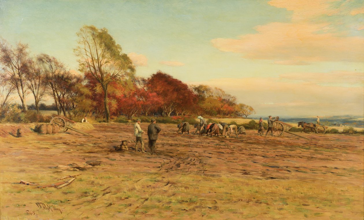Burgonya gyűjtés alkotó: William Darling McKay