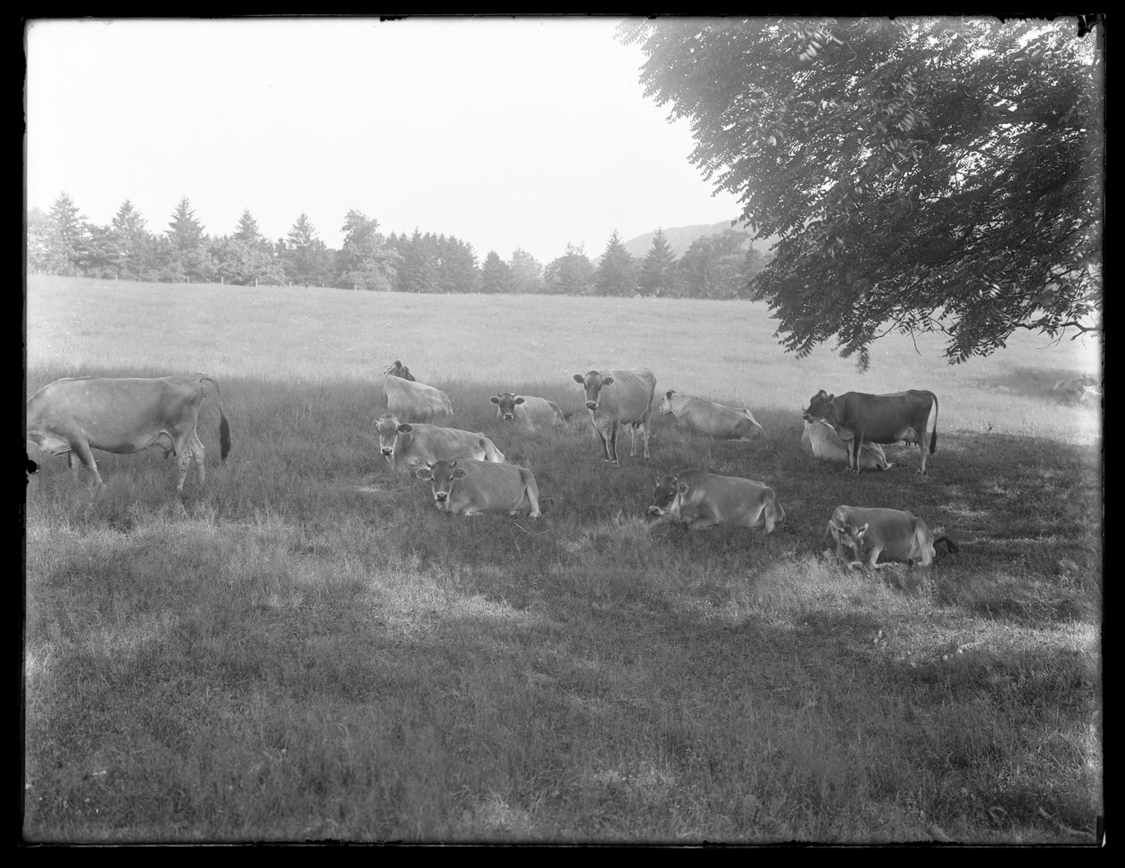 Fa alatt pihenő tehenek, valószínűleg a McCready Farm, Crawford megye, Pennsylvania, 1913 körül alkotó: William Davis Hassler
