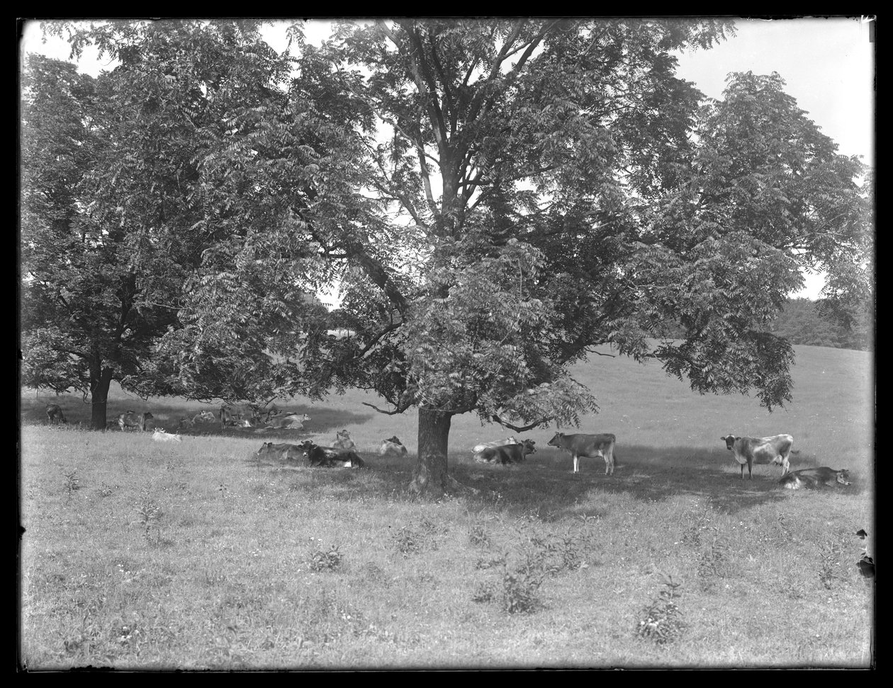 Fa alatt pihenő tehenek, valószínűleg a McCready Farm, Crawford megye, Pennsylvania, 1913 körül alkotó: William Davis Hassler