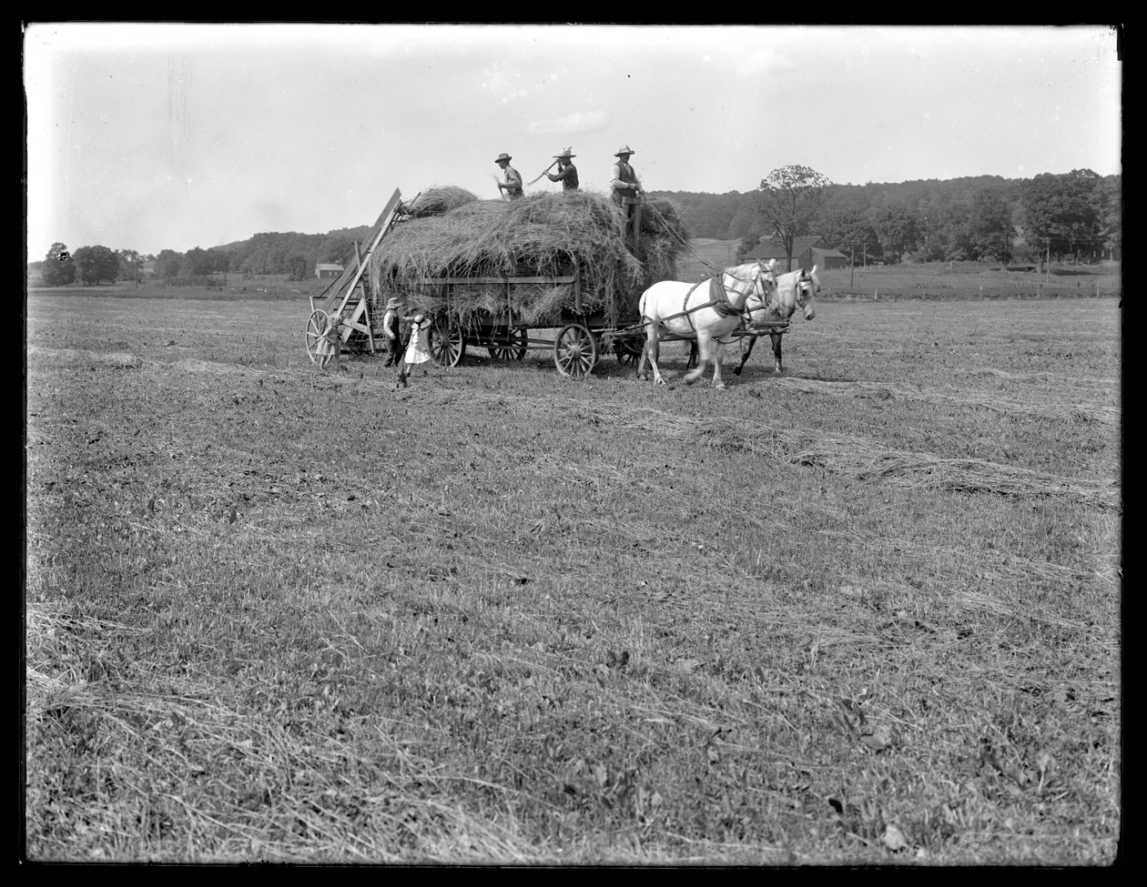 Mezőgazdasági munkások szénát rakodnak a lóvontatású szénásszekérre, McCready farm, Crawford megye, Pennsylvania, 1913 körül. alkotó: William Davis Hassler