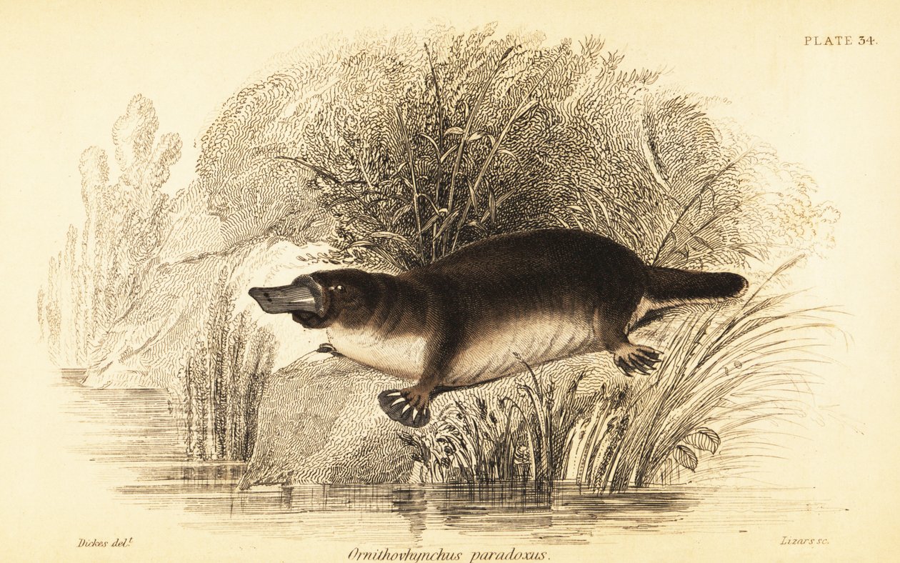 Platypus, Ornithorhynchus anatinus., 1841 (metszet) alkotó: William Dickes