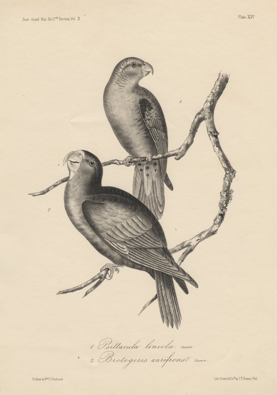 1. Psittacula lineola és 2. Brotogeris aurifrons, litho J.T. Bowen, 1850 alkotó: William E. Hitchcock