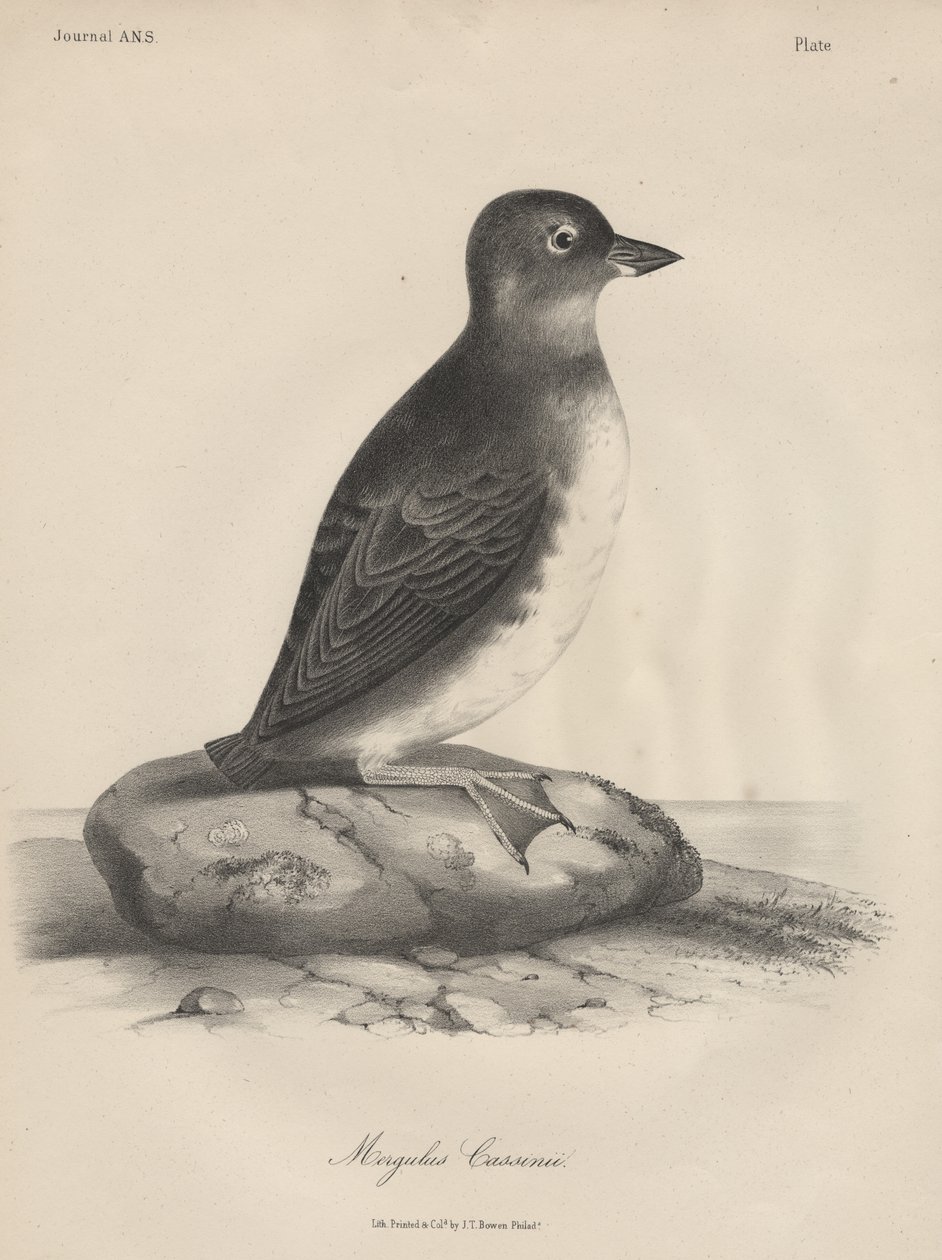 Megalus Cassinii, litho J.T. Bowen, 1850 alkotó: William E. Hitchcock