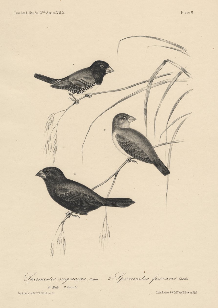 Spermestes Nigriceps (hím és nőstény) és Spermestes Fuscans, J.T. Bowen litográfiája, 1850. alkotó: William E. Hitchcock