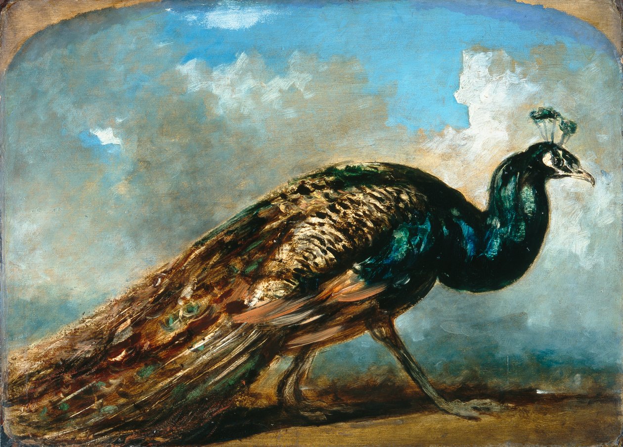 Egy páva tanulmányozása (olaj malomdeszkán) alkotó: William Etty