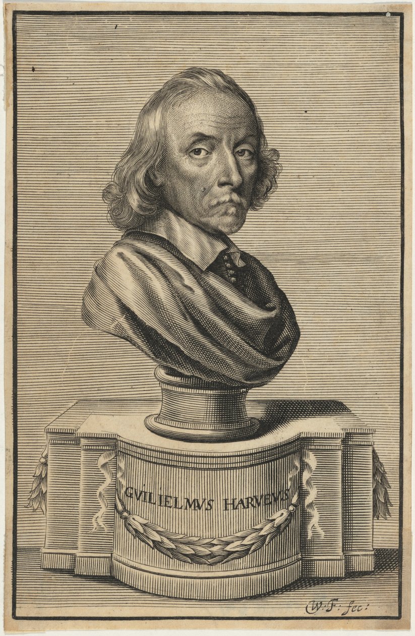 William Harvey, M.D. alkotó: William Faithorne