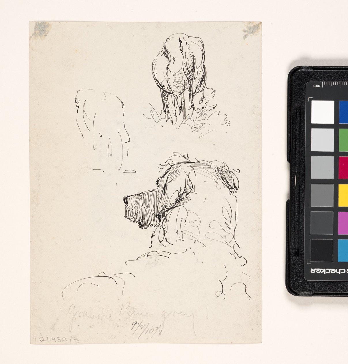 Kutya (Recto), Kutya és Tehén (Verso) (toll és tinta krémszőtt papíron) alkotó: William Forsyth