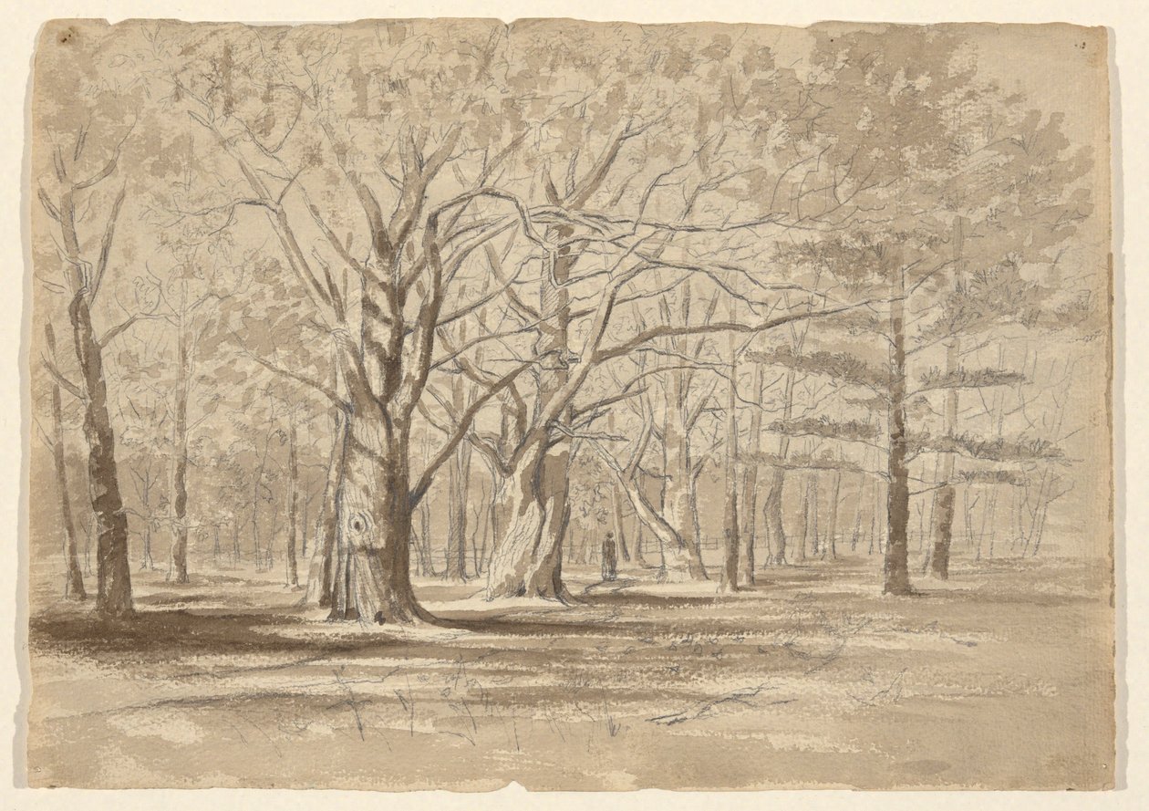 College Woods alkotó: William Fowler Hopson