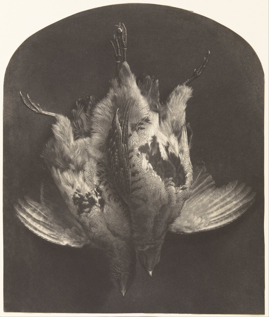 A nyírfajd alkotó: William Frederick Lake Price