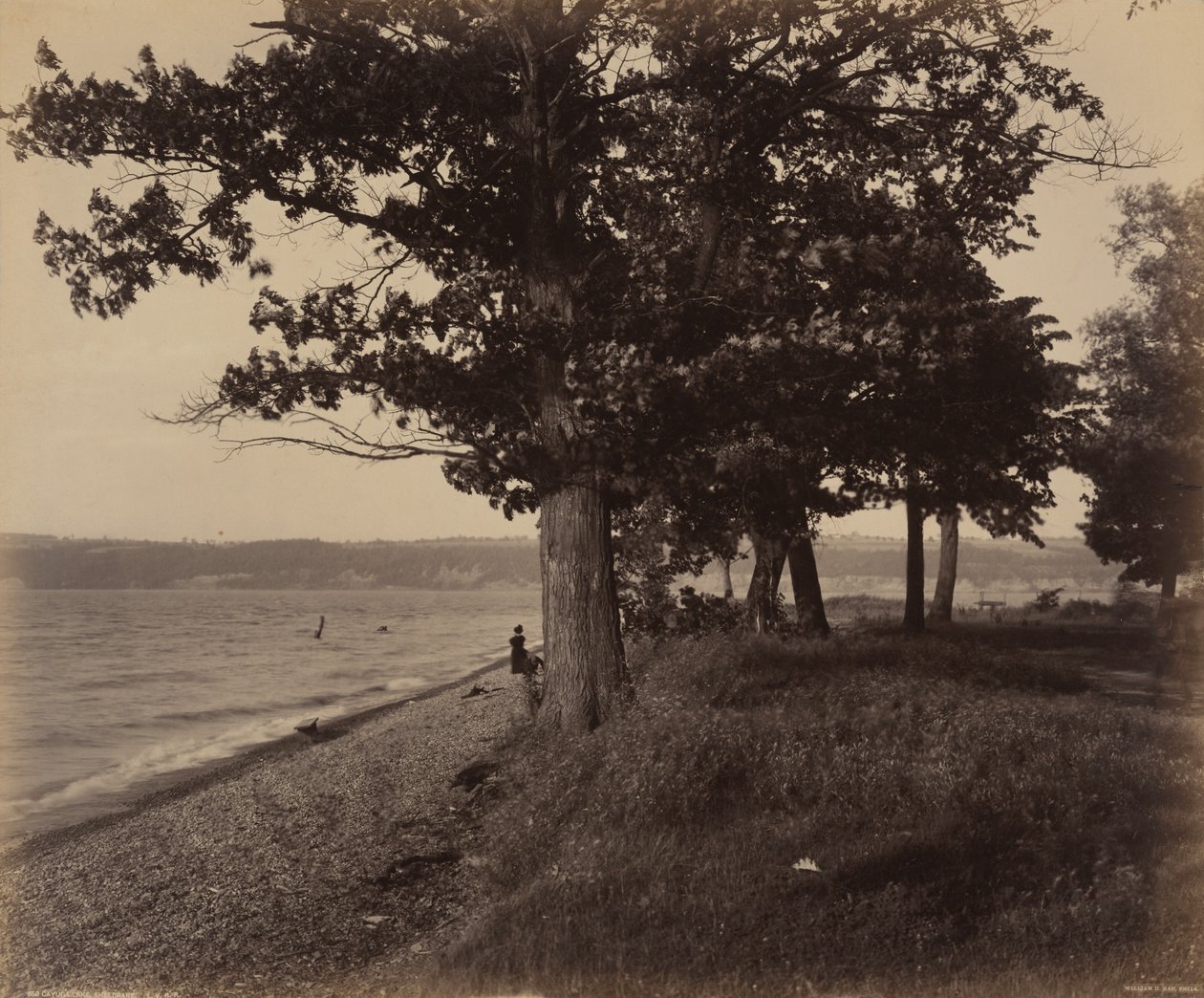 Cayuga-tó, Sheldrake alkotó: William H. Rau