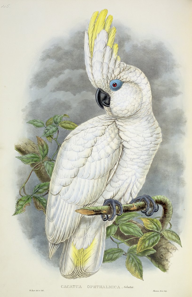 Kékszemű kakadu alkotó: William Hart