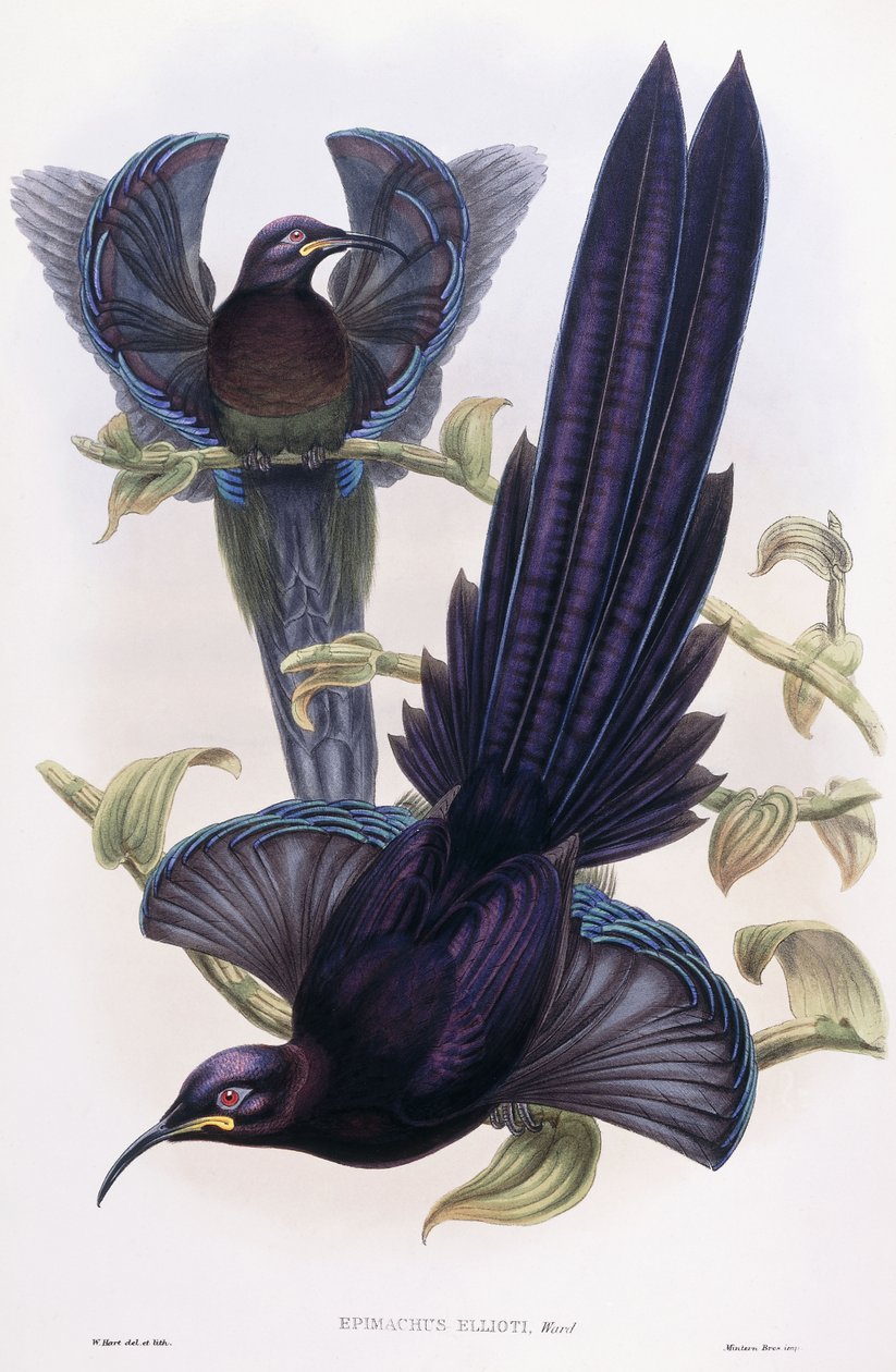 Epimachus Ellioti, Ward, 1891-1898 körül alkotó: William Hart