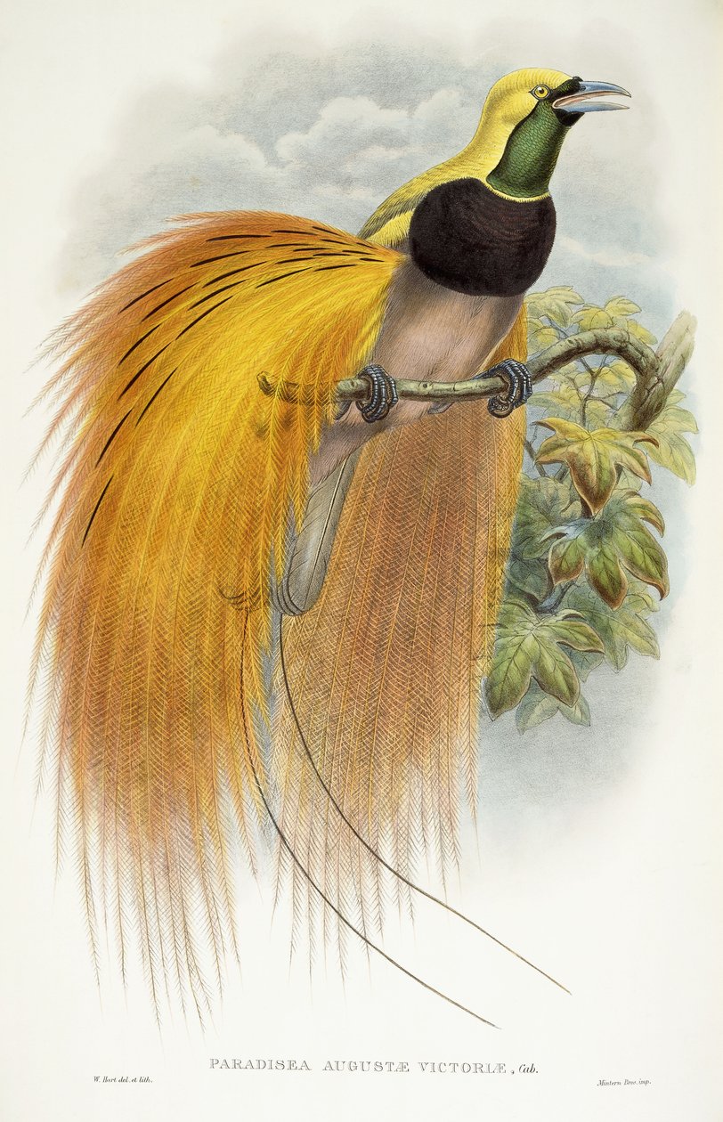 Augusta Victoria paradicsoma, 1891-1898 alkotó: William Hart