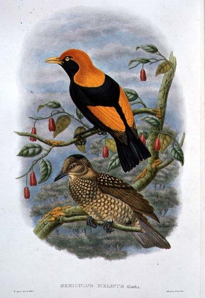 Sericulus Melinus (színes litó) alkotó: William Hart