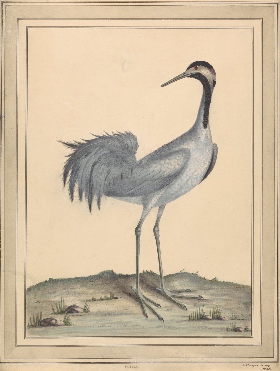 Egy daru alkotó: William Hayes