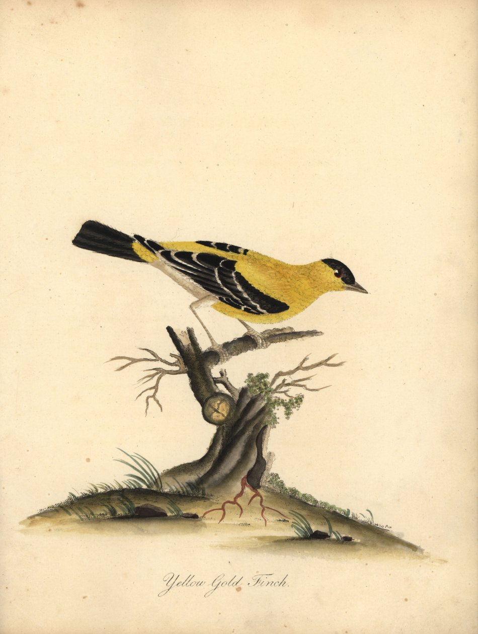 Amerikai aranypinty, Carduelis tristis. (Sárga aranypinty, Fringilla tristis) Kézzel színezett rézmetszet William Hayes illusztrációjáról az Osterly Park menagery ritka és kíváncsi madarak portréiból. alkotó: William Hayes