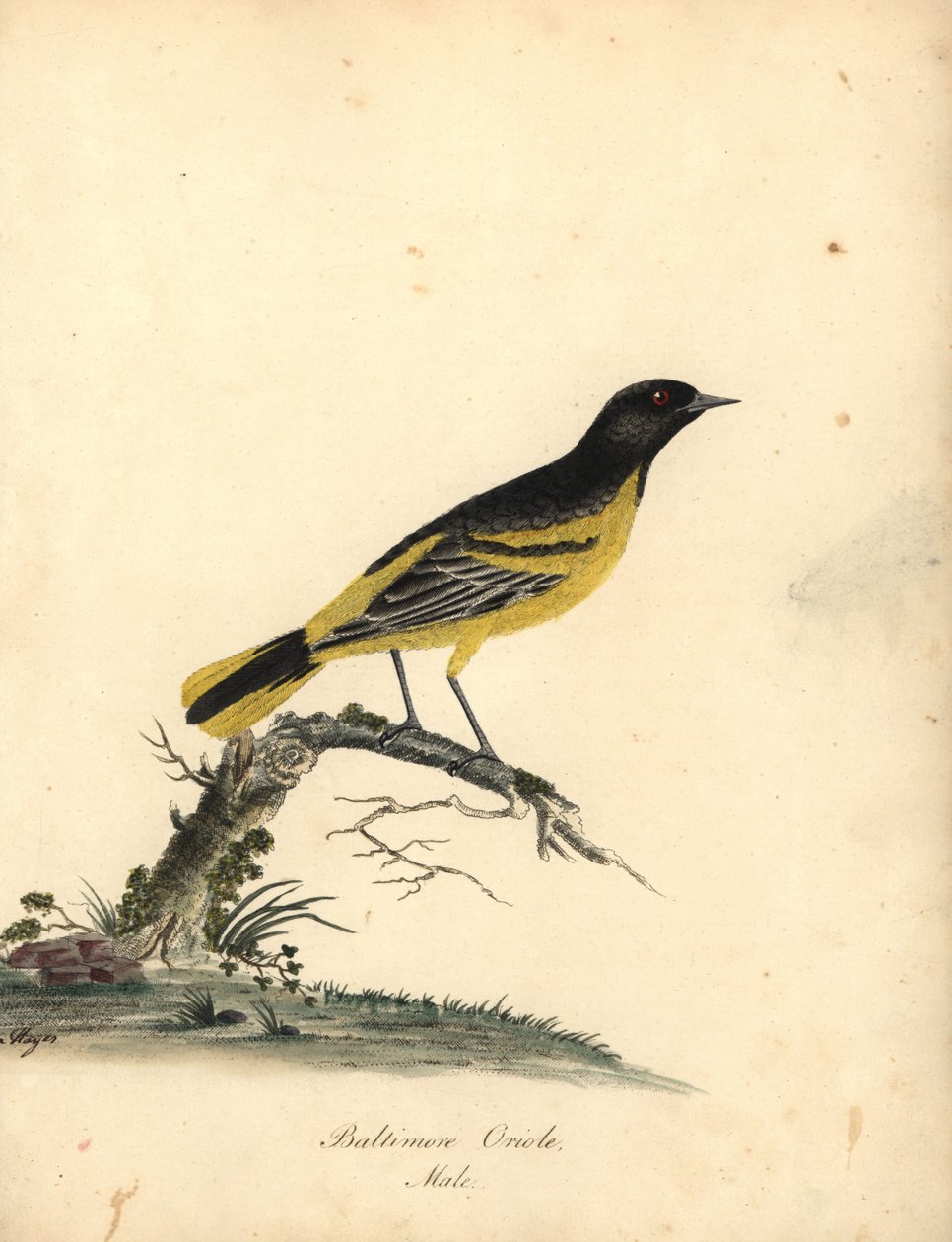 Baltimore oriole, Icterus galbula. (Baltimore oriole, Oriolus baltimore) Kézzel színezett rézmetszet Matilda Hayes illusztrációjáról William Hayes Portréja ritka és kíváncsi madarakról az Osterly Park menagery-ből, London: Bulmer alkotó: William Hayes
