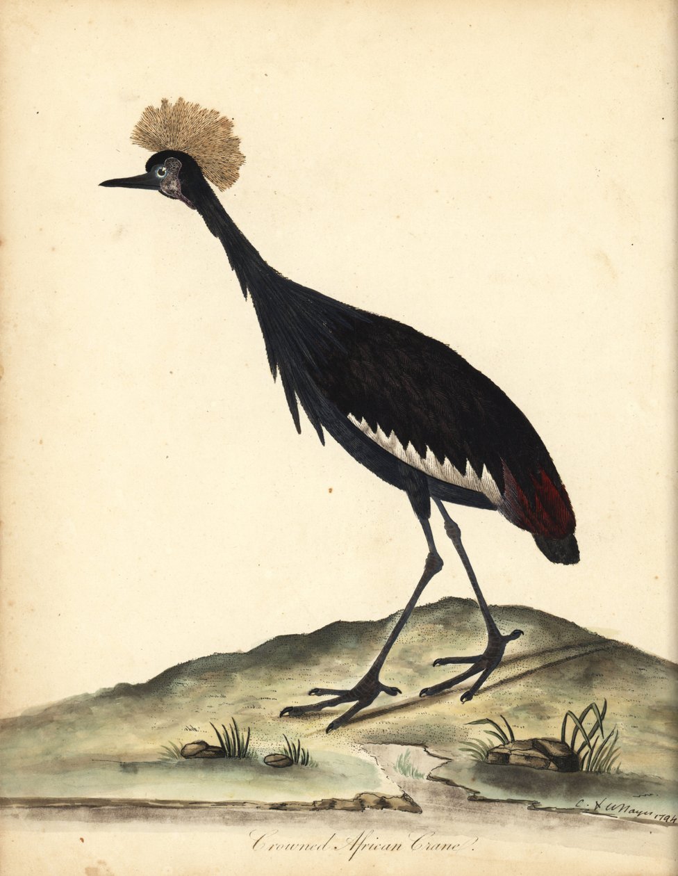 Fekete koronás daru, Balearica pavonina. (Ardea pavonina). Sebezhető. Kézzel színezett rézmetszet William Hayes és gyermeke C illusztrációjáról az Osterly Park menagery ritka és kíváncsi madarak portréiból (London: Bulmer) alkotó: William Hayes